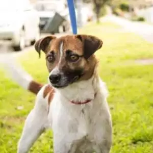 jack-russell-406166_1280